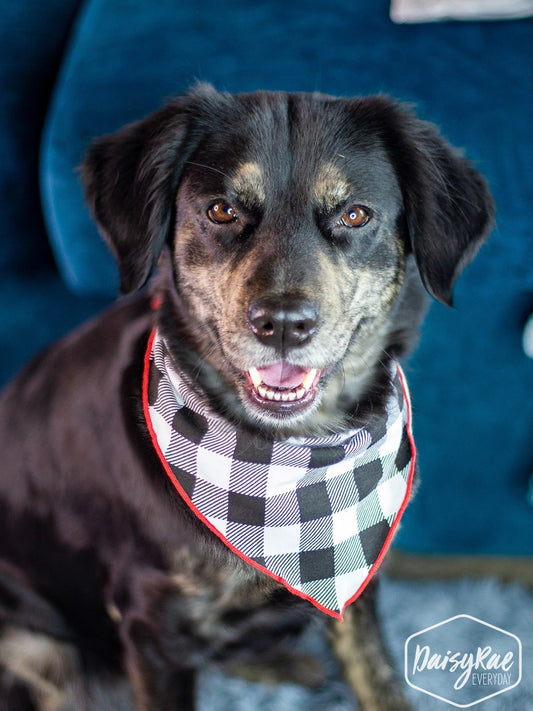 Gingham Me to Sleep Pet Bandana, Black
